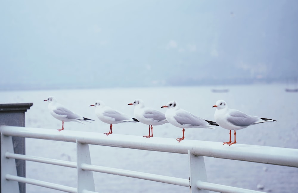 a group of seagulls are standing on a railing