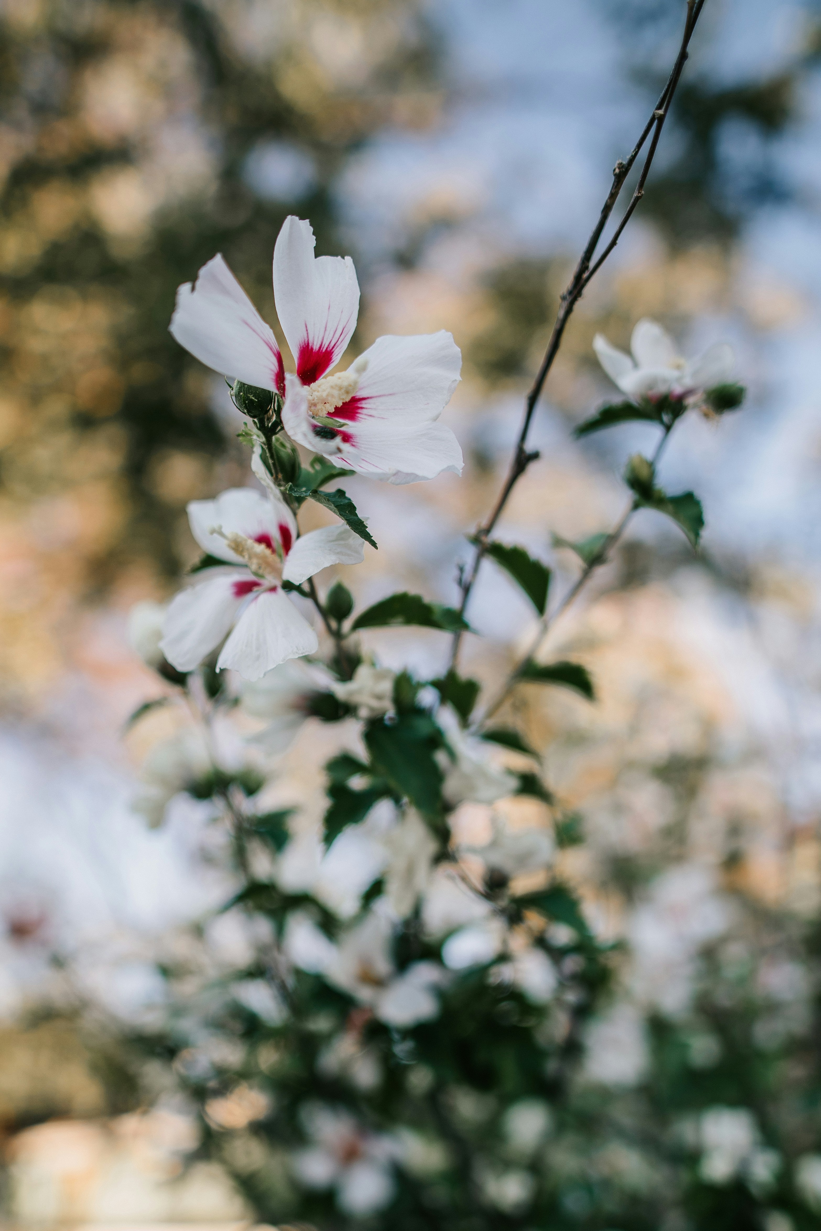 Photo by dillydallying