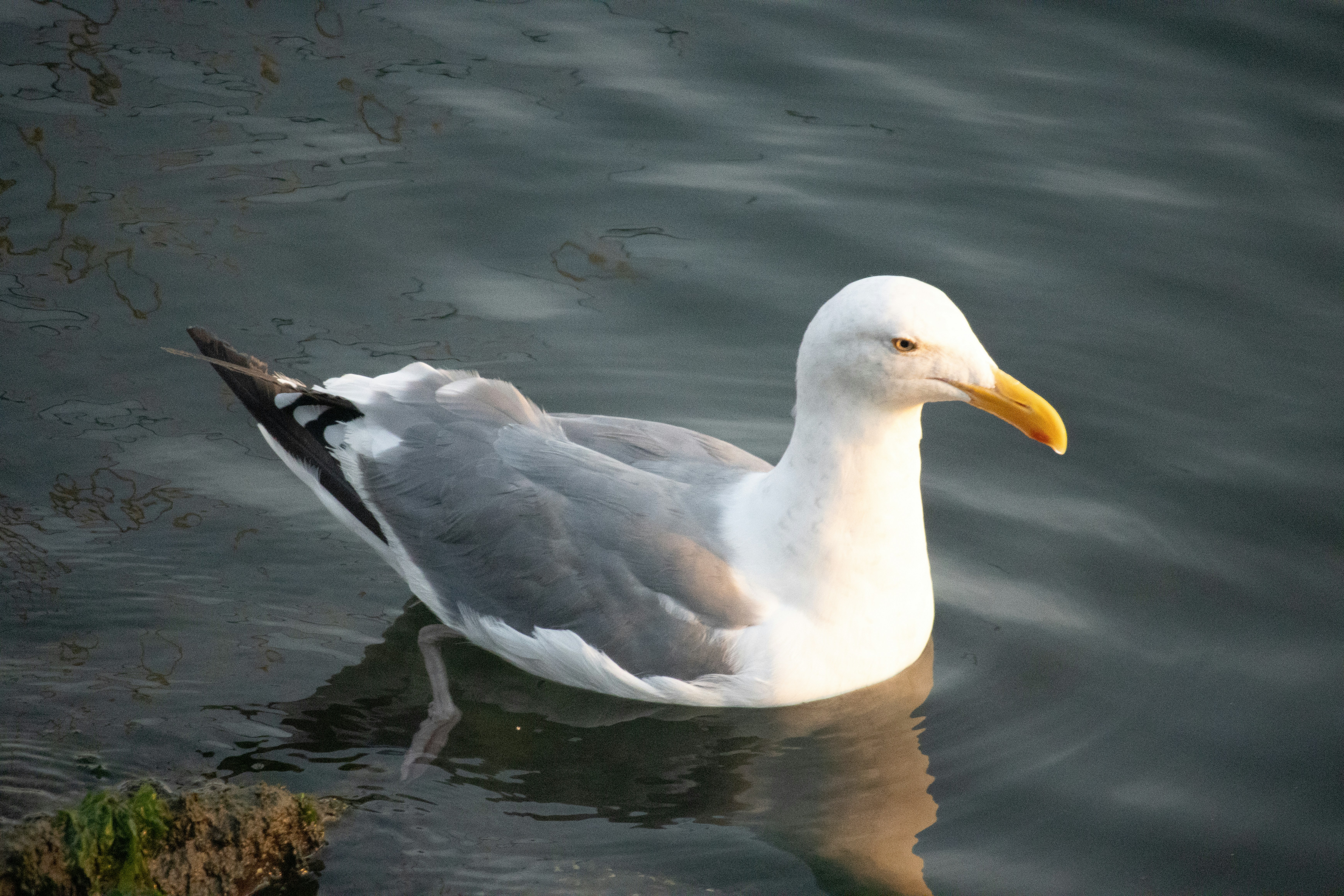 Photo by jeremiahjrross