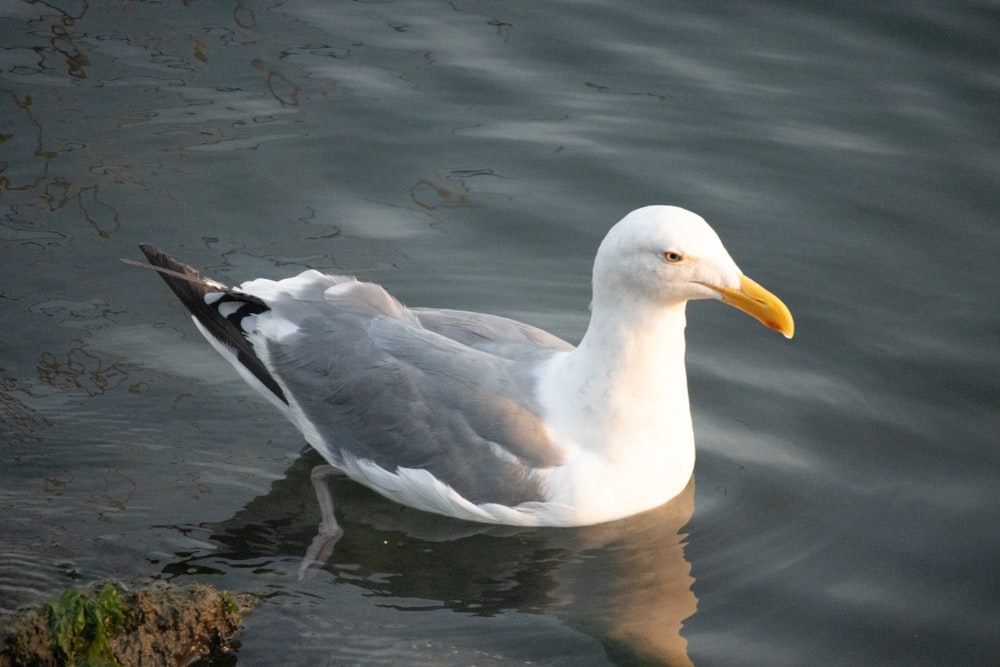 a seagull swimming in a body of water