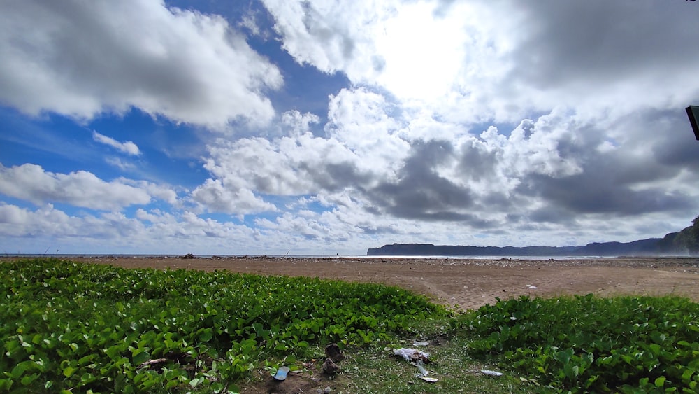 a view of a beach from a grassy area