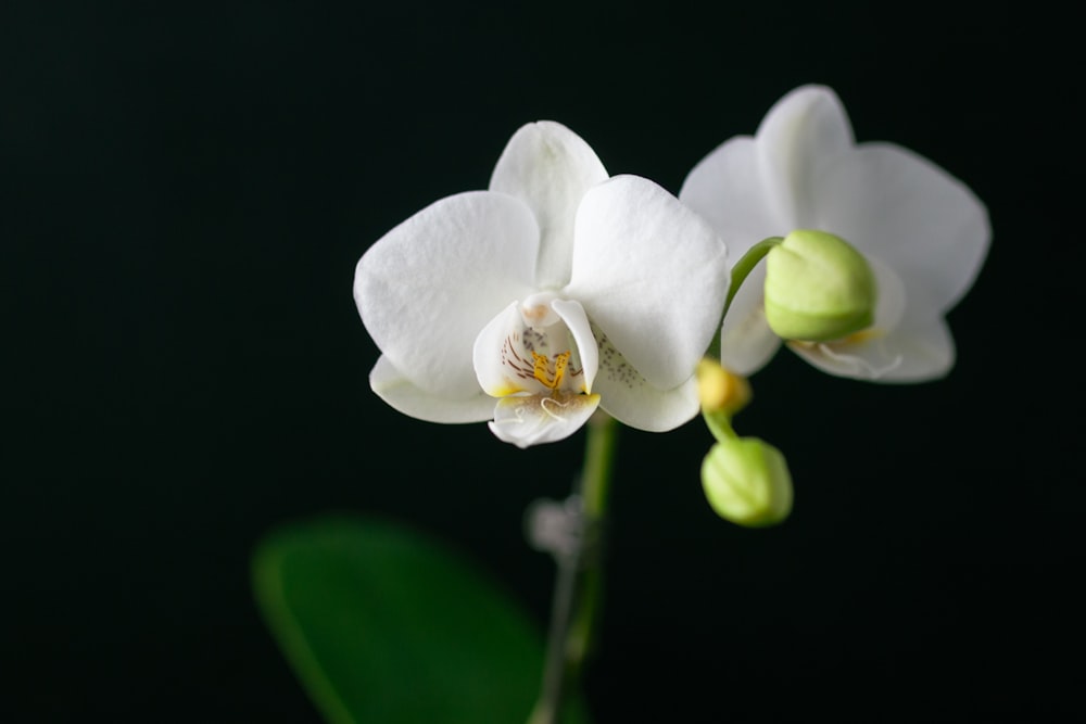 a close up of a white flower on a black background