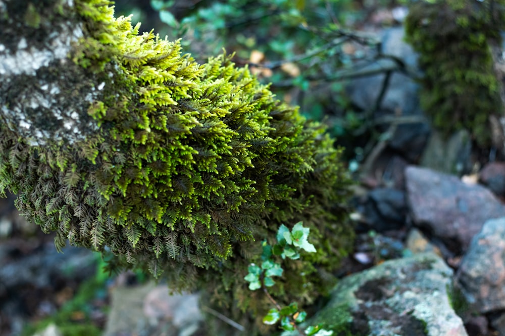 a close up of moss growing on rocks