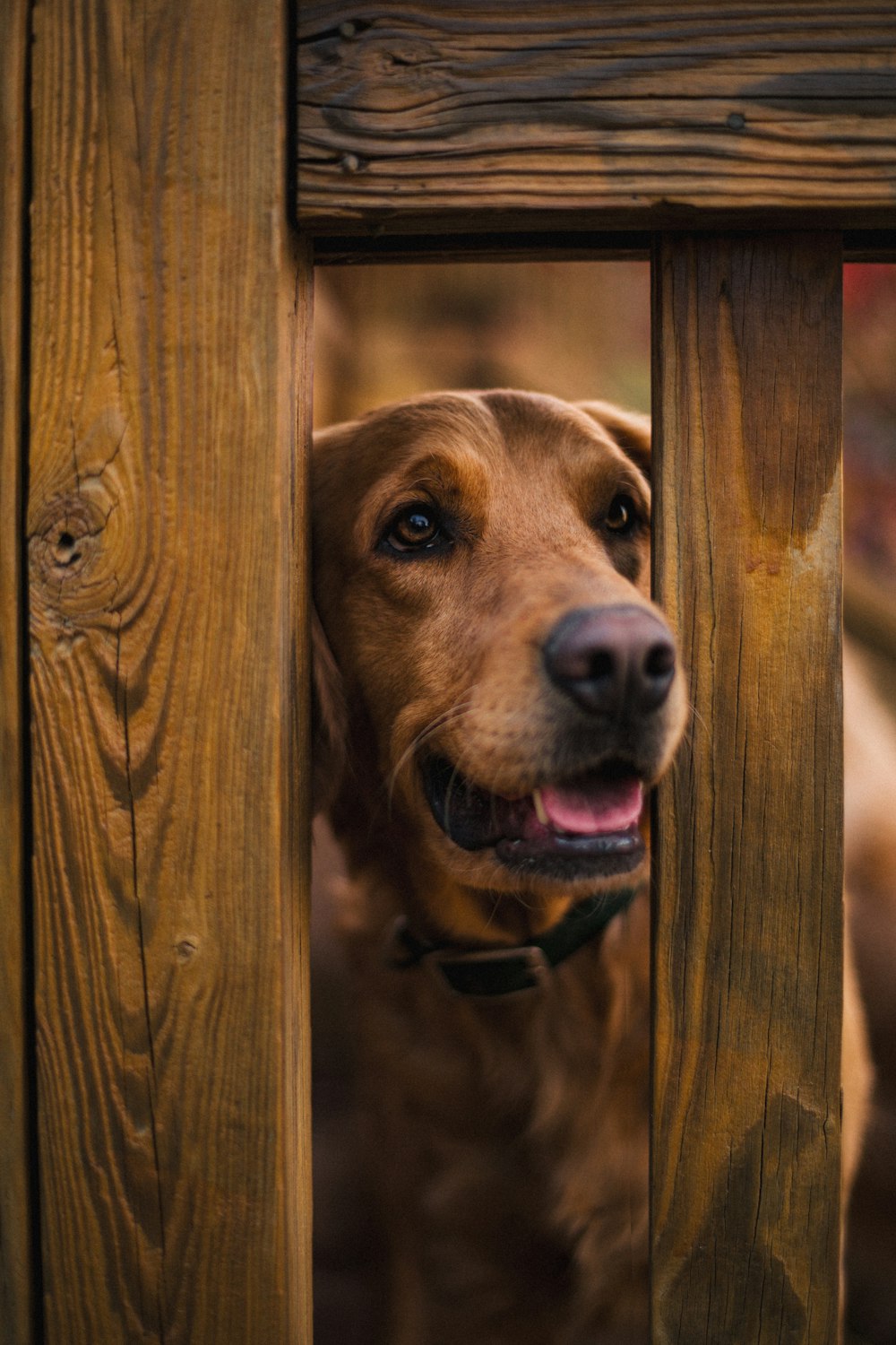 a brown dog looking out from behind a wooden fence