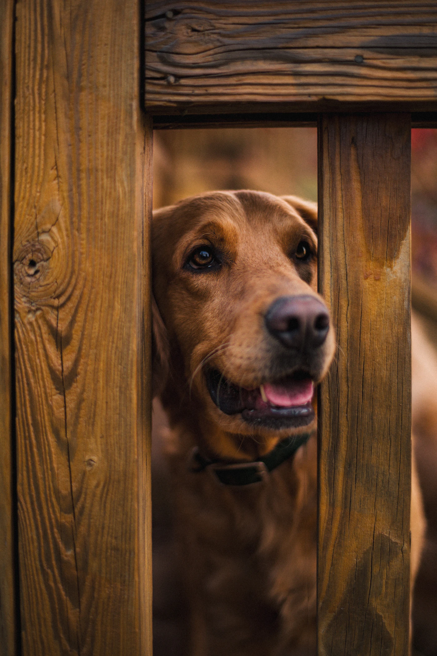 A calm golden brown dog looking out steadily from behind a wooden fence outdoors