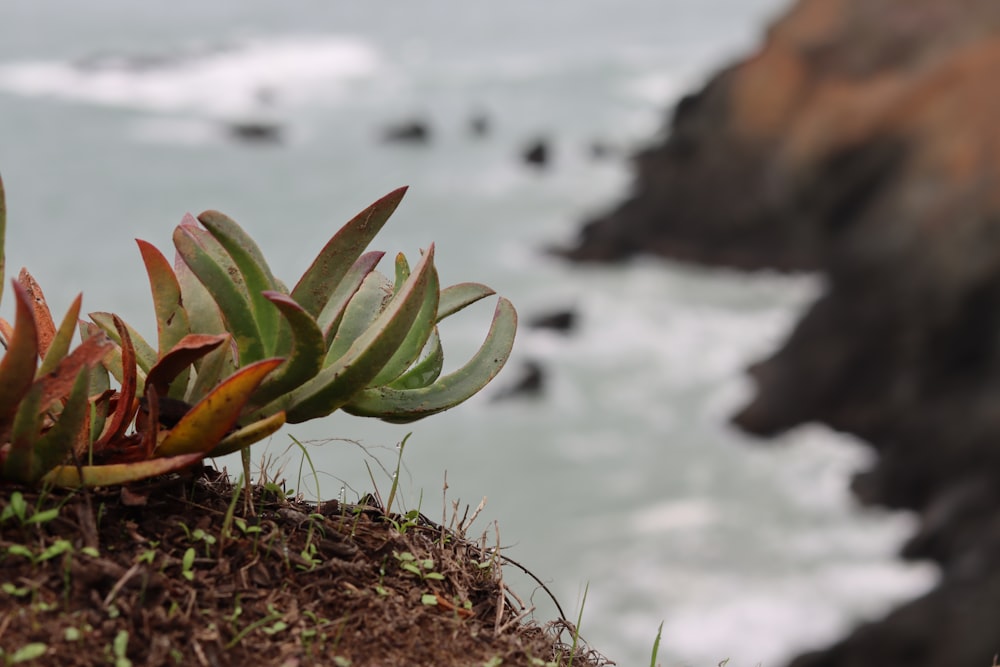 a close up of a plant on a cliff near the ocean