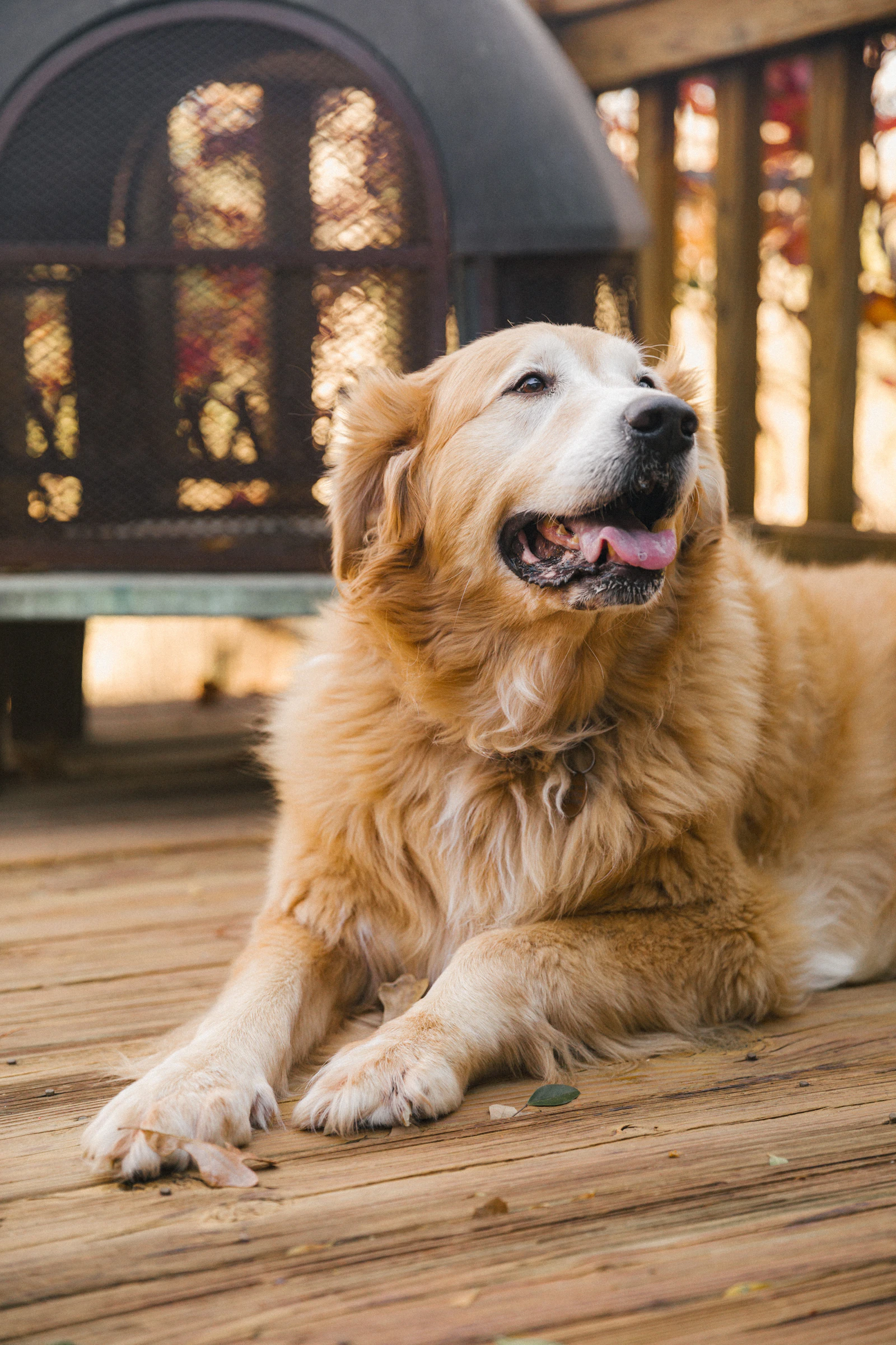 A golden retriever lying calmly on a wooden deck outdoors in warm afternoon light