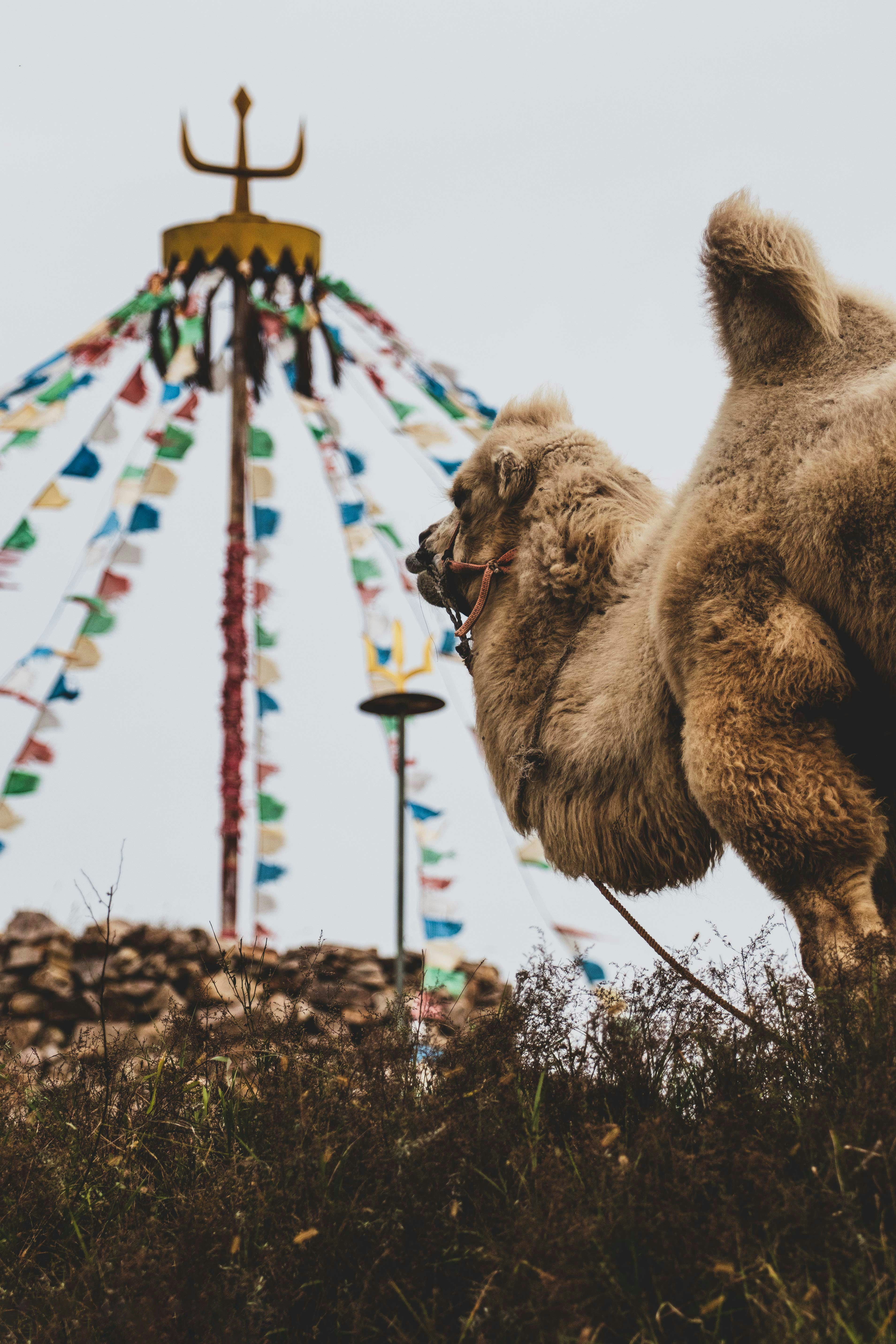 a camel standing in front of a carnival ride