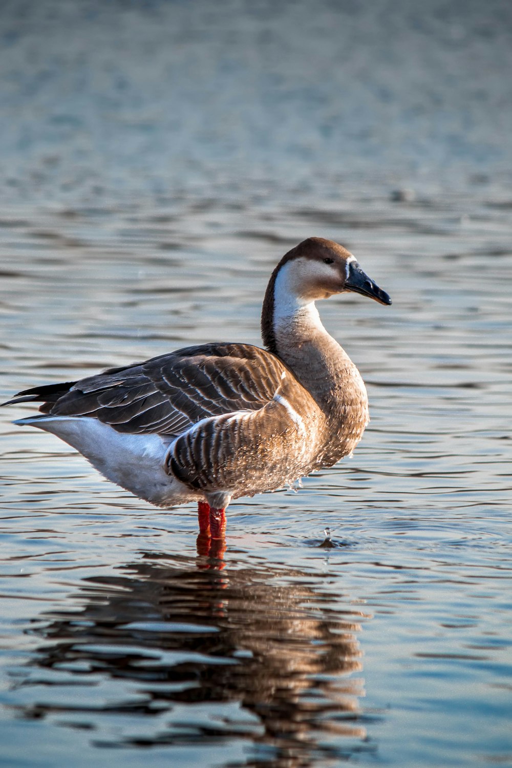 a duck standing in a body of water