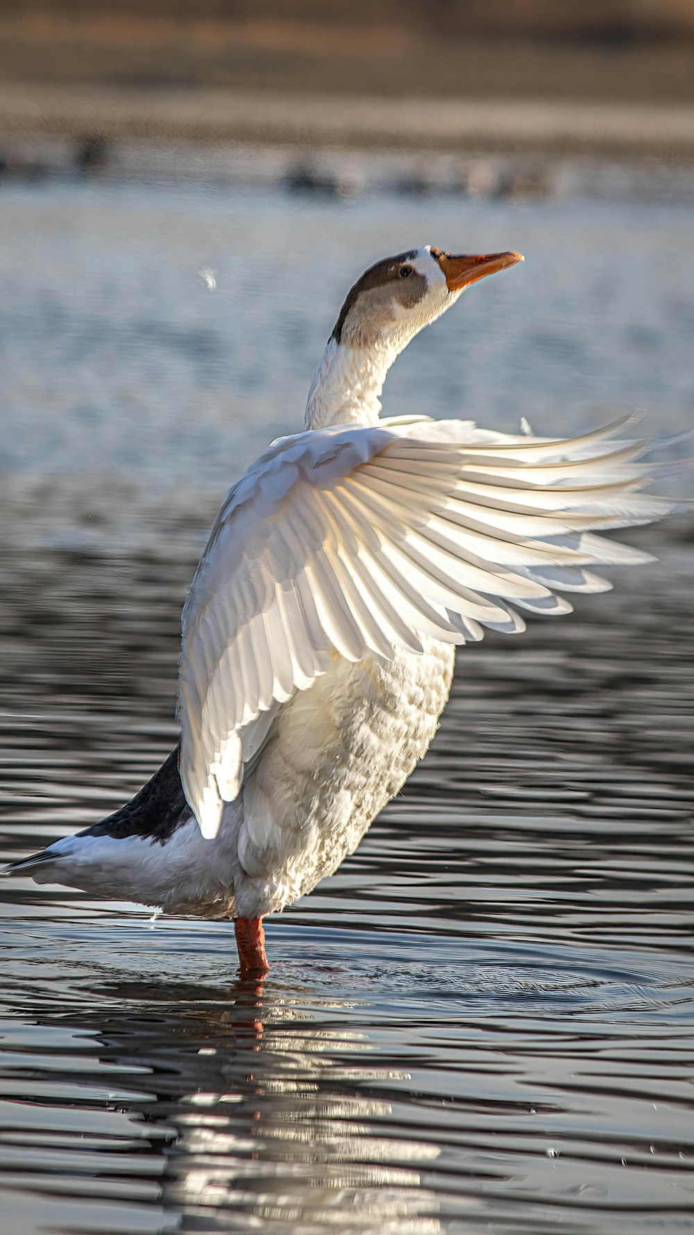 a white duck with its wings spread out in the water