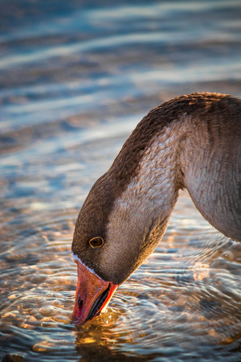 a close up of a duck in a body of water