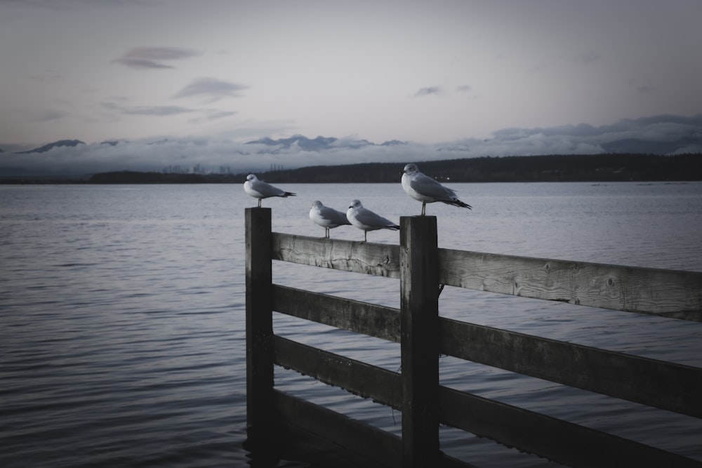three seagulls are sitting on a wooden pier