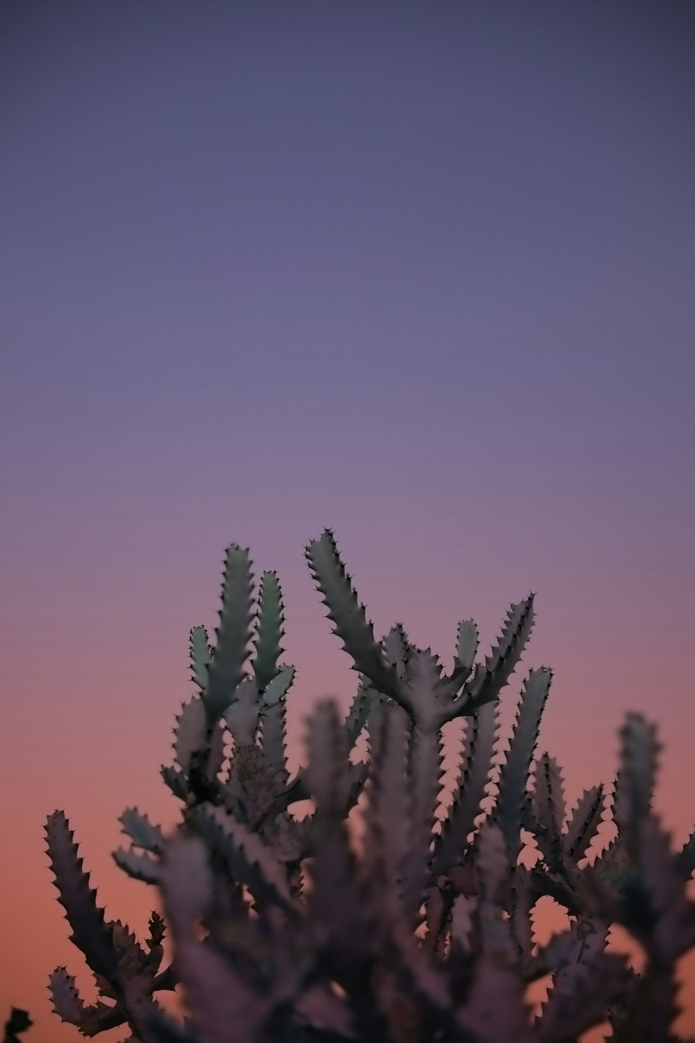 a close up of a plant with a sky in the background