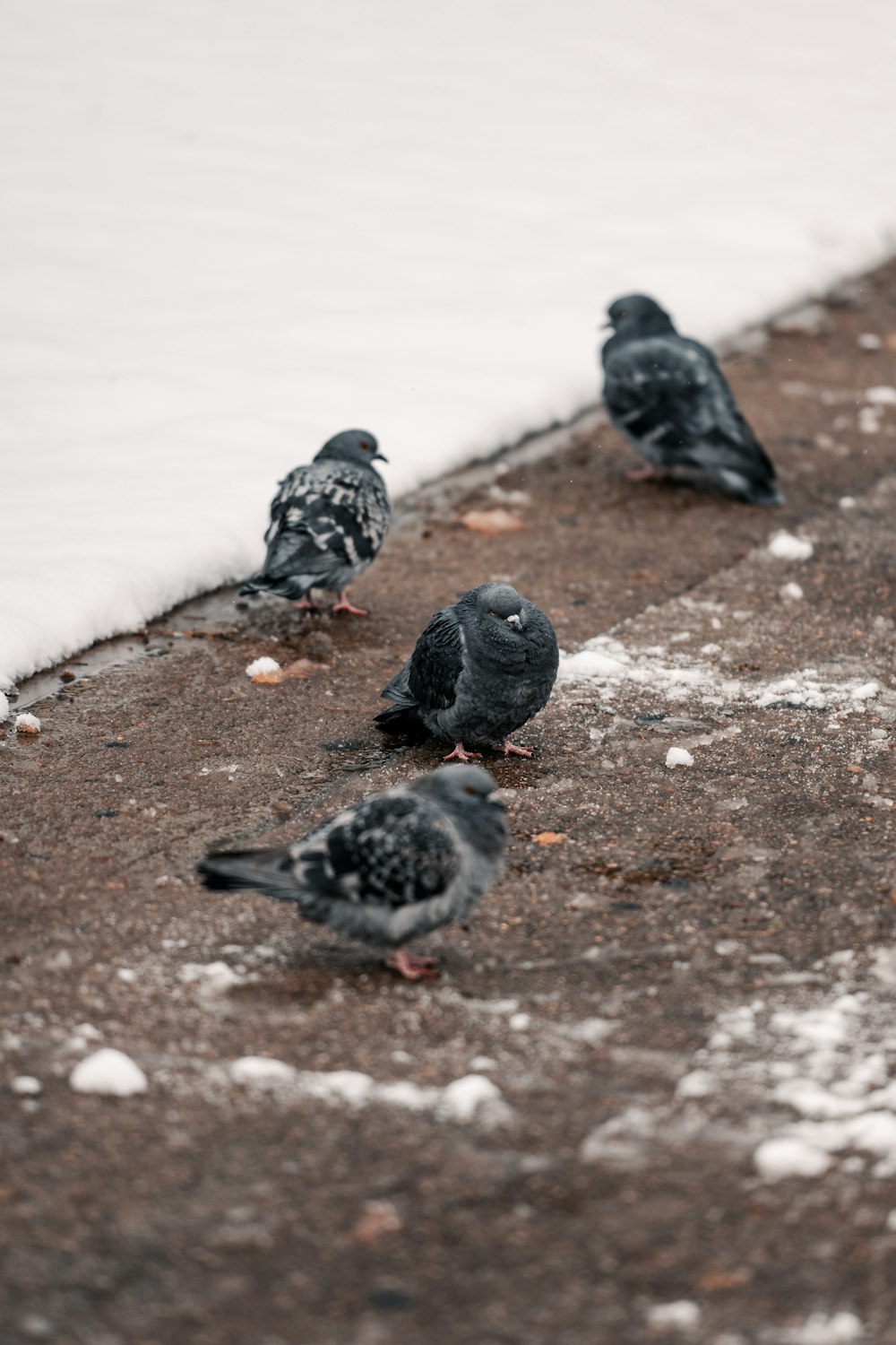 a flock of seagulls are standing in the sand