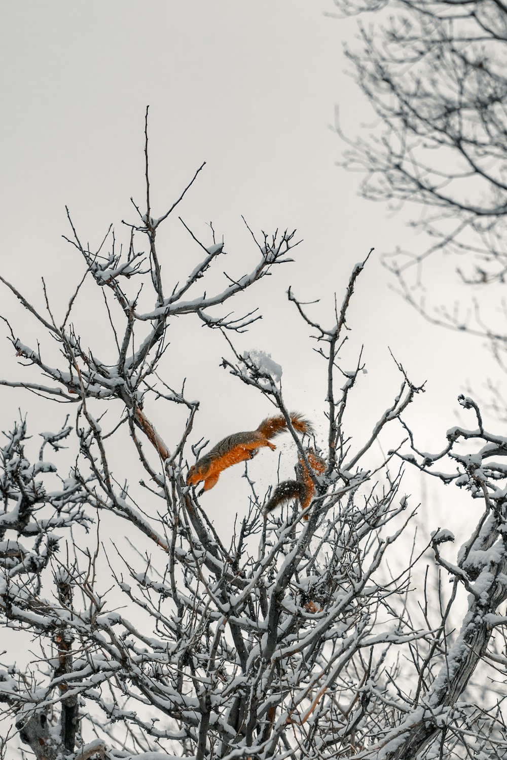 um pássaro empoleirado em um galho de árvore