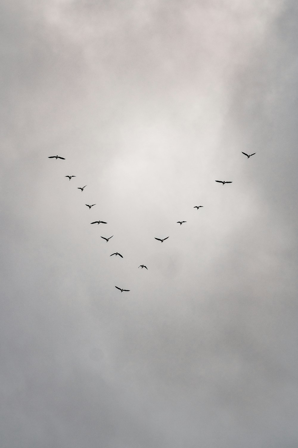 a flock of birds flying through a cloudy sky