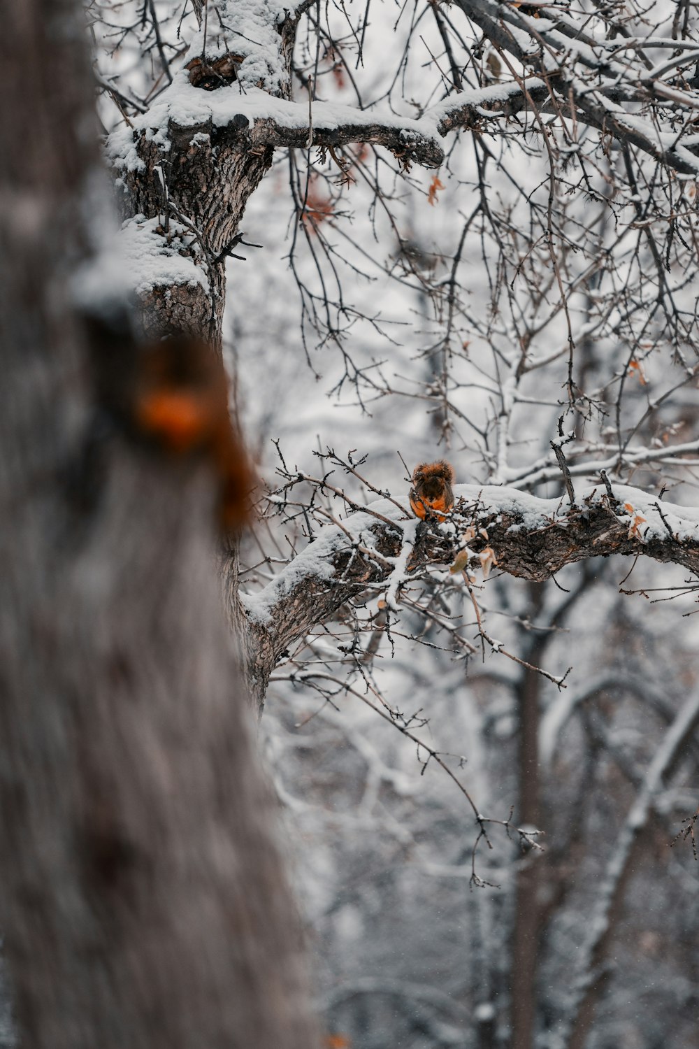 a bird is sitting on a branch in the snow
