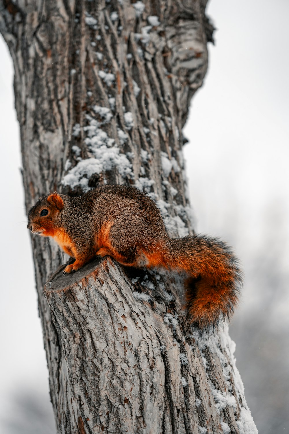 Una ardilla sentada en el tronco de un árbol en la nieve