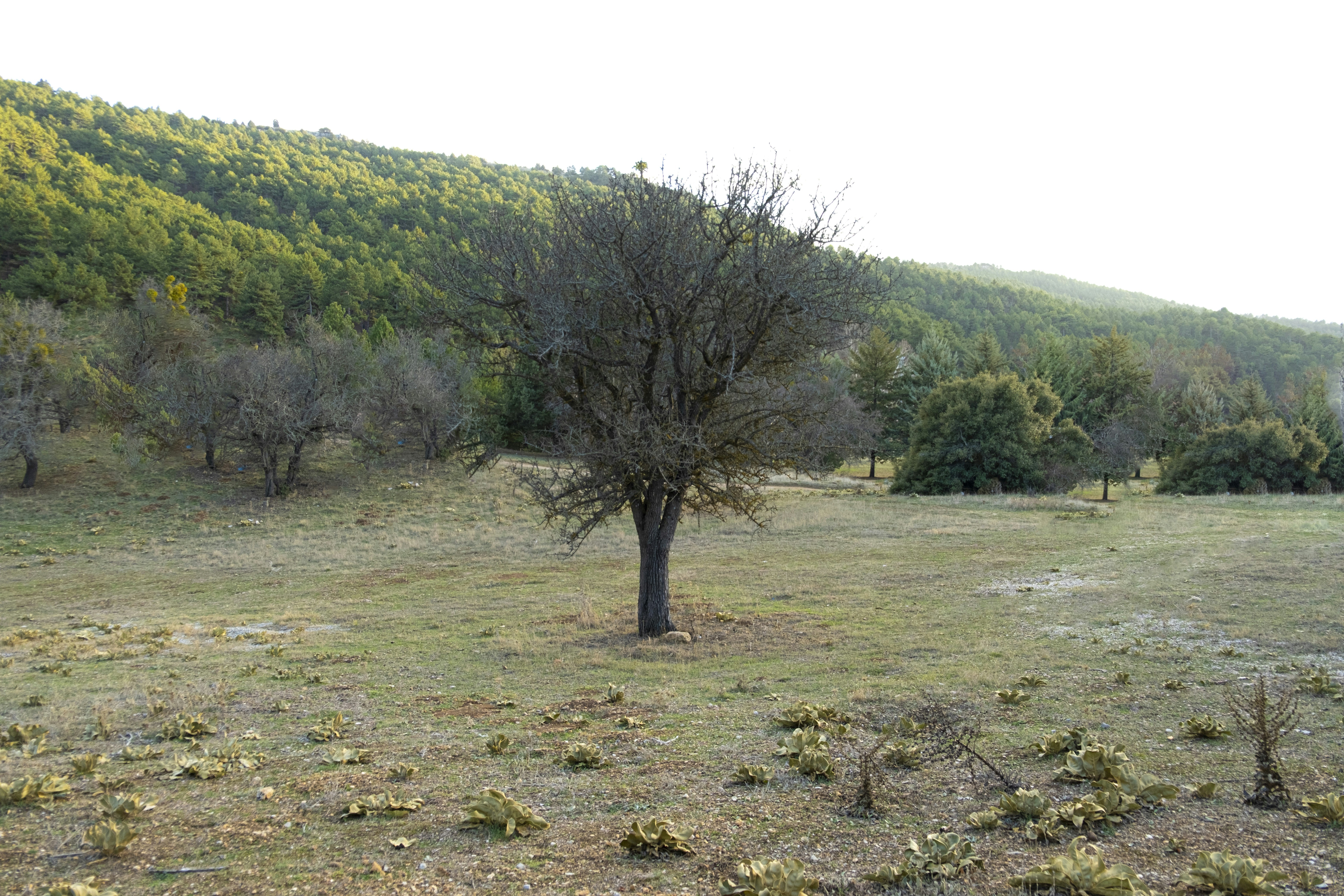 Un árbol solitario en un campo con montañas al fondo
