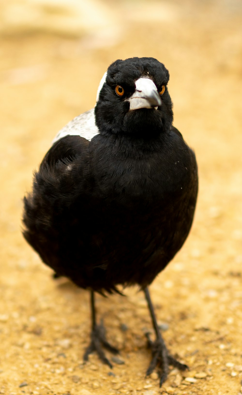 a black and white bird standing on the ground