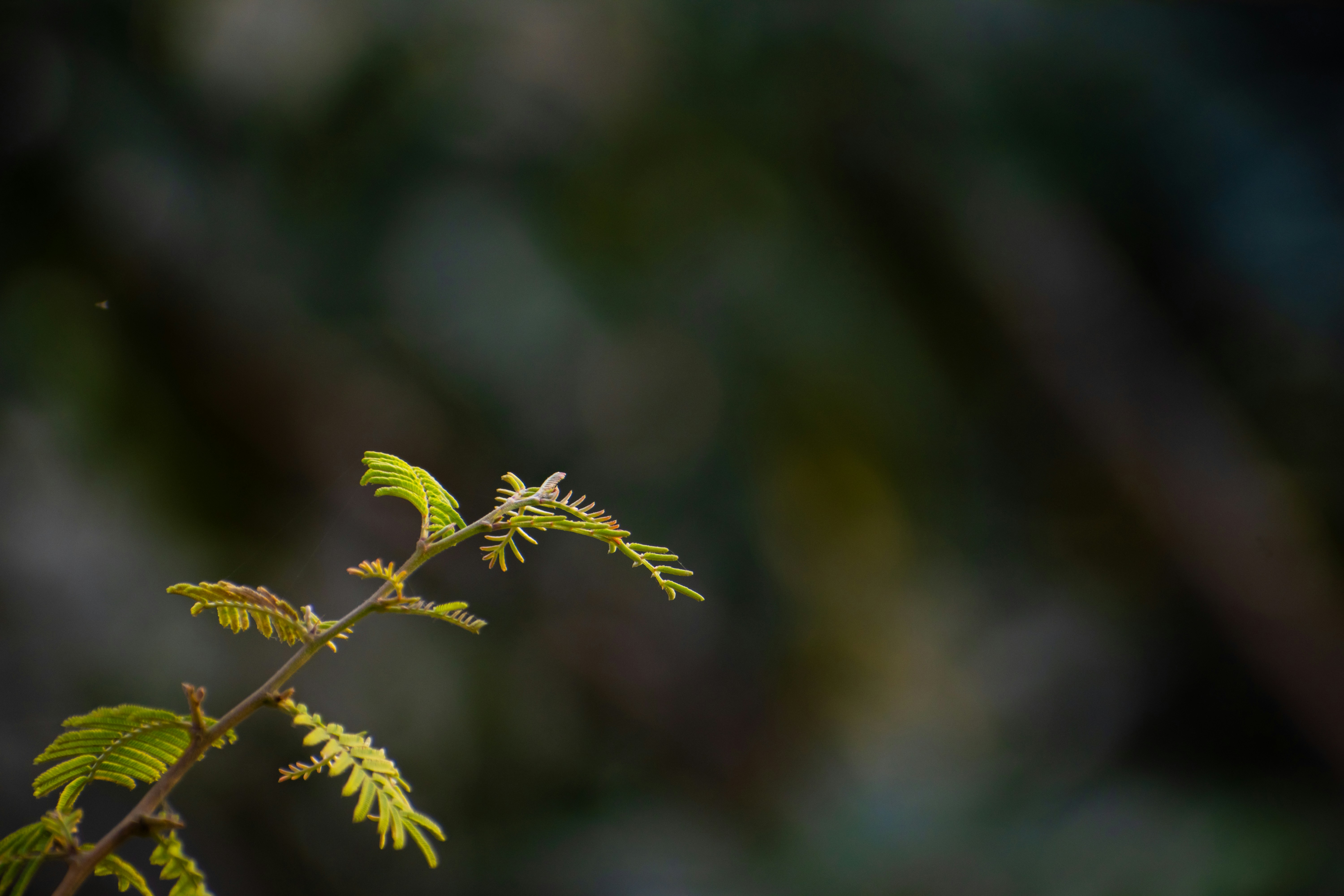 Photo by nikhilsingh291