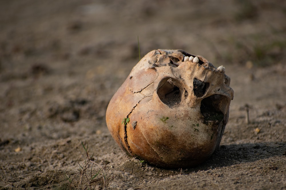 a skull is sitting on the ground in the dirt