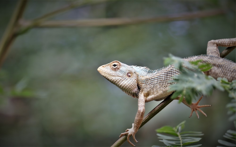 a close up of a lizard on a tree branch