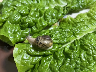 A snail is crawling on a vibrant green romaine lettuce leaf, displaying its intricate shell markings.