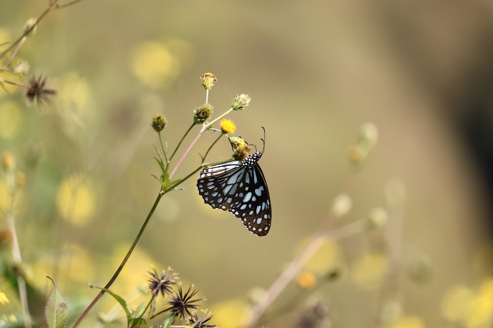 a butterfly sitting on a flower in a field