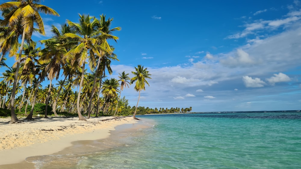 a beach with palm trees and clear blue water