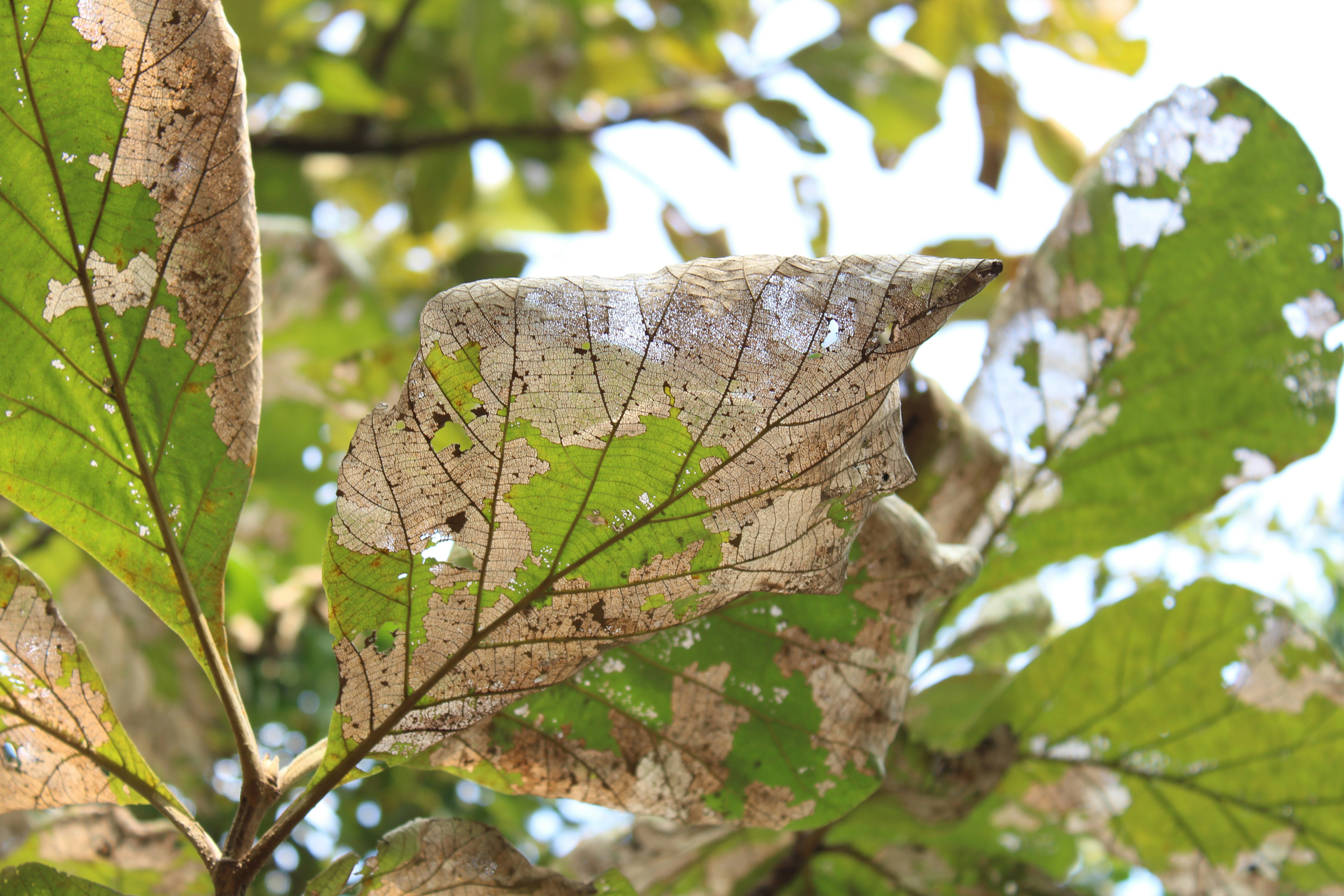 A close up of a leaf on a tree