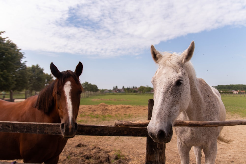 two horses standing next to each other behind a fence