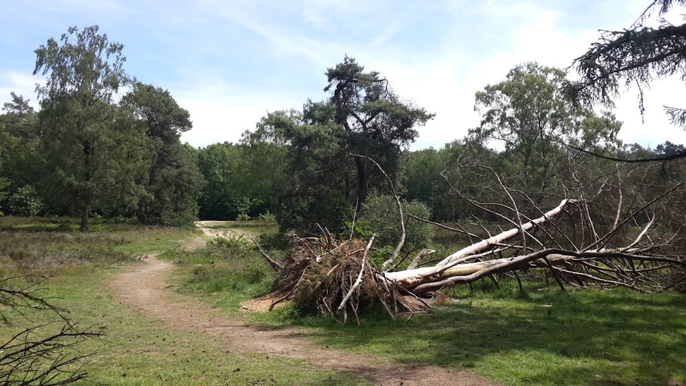 a fallen tree sitting on top of a lush green field