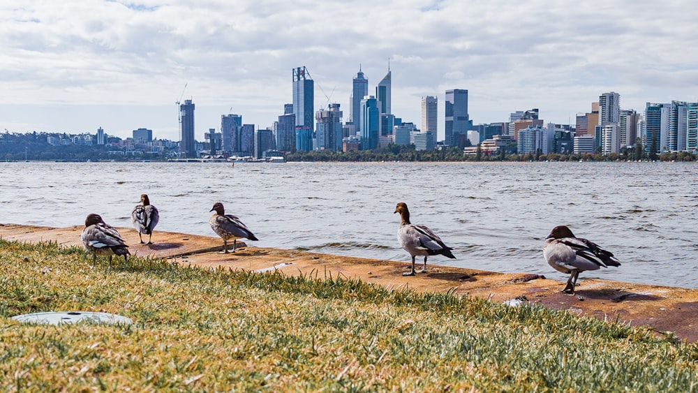 Un grupo de pájaros sentados en el borde de un cuerpo de agua