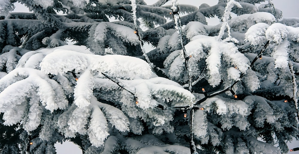 a tree covered in snow next to a forest