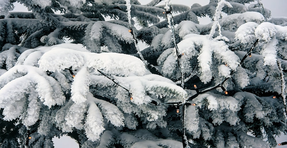 Un albero coperto di neve accanto a una foresta