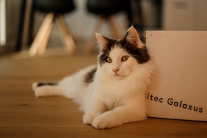 A cat lounging at home, showcasing its unique QR code capsule.