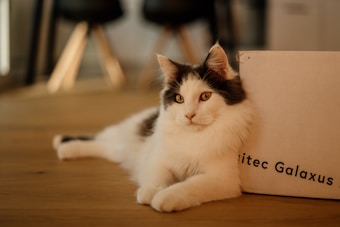 A fluffy white and black cat is lounging comfortably on a wooden floor next to a cardboard box with the partial text 'itec Galaxus' visible. The cat has striking yellow eyes and appears relaxed. The background is slightly blurred, revealing part of a modern interior with dark-colored furniture.