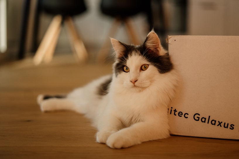 A fluffy white and black cat is lounging comfortably on a wooden floor next to a cardboard box with the partial text 'itec Galaxus' visible. The cat has striking yellow eyes and appears relaxed. The background is slightly blurred, revealing part of a modern interior with dark-colored furniture.