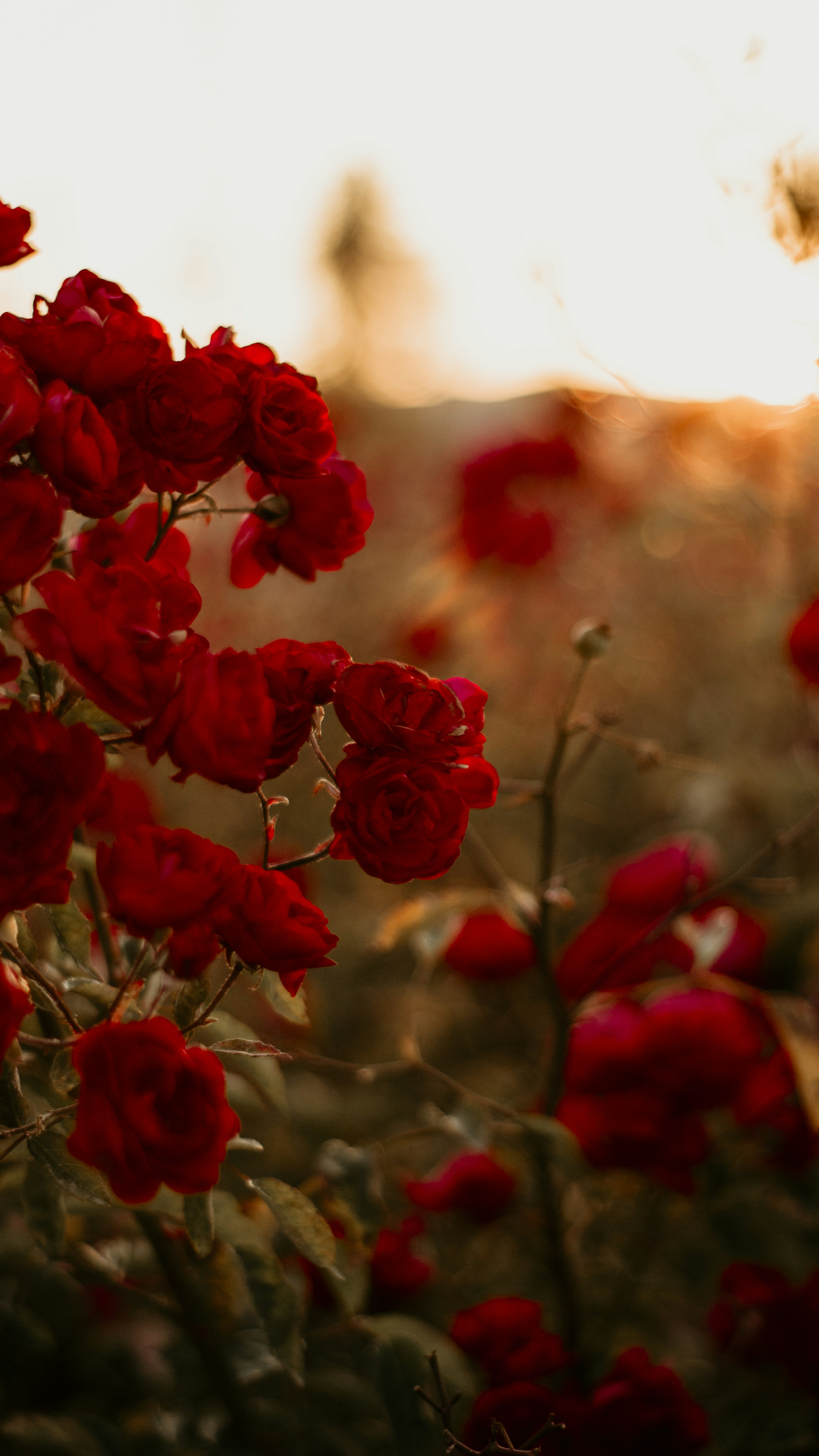 Photo by hellozehrabetul