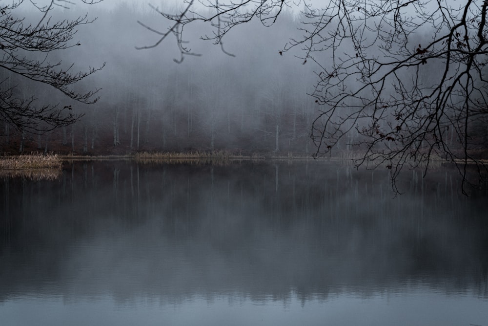 a body of water surrounded by trees and fog