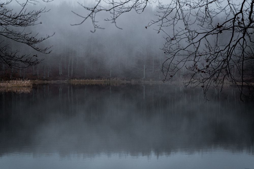 uno specchio d'acqua circondato da alberi e nebbia