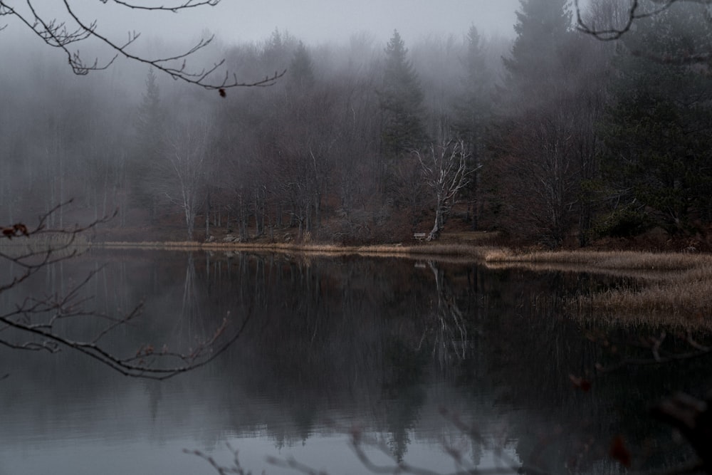 a body of water surrounded by trees and fog