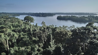 an aerial view of a lake surrounded by trees