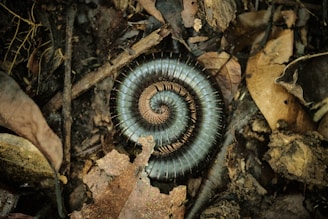 a very pretty looking spiral shaped animal in the woods
