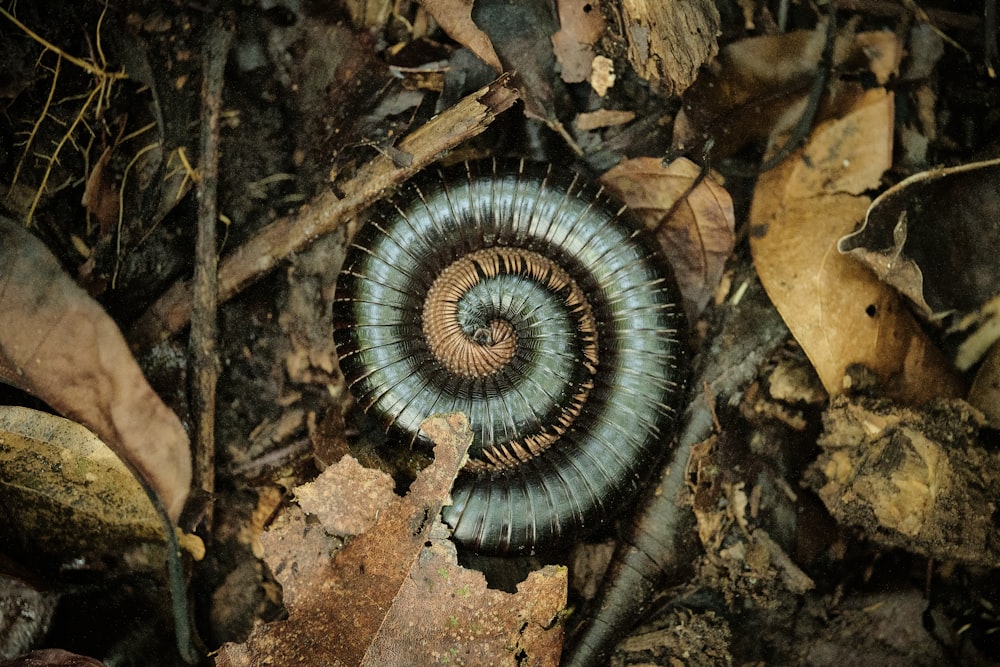 Un animal en forma de espiral muy bonito en el bosque