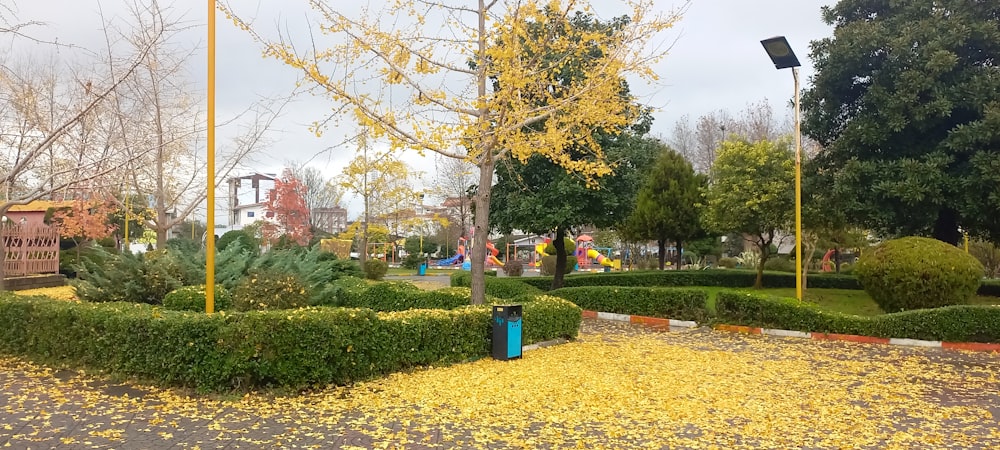 a park filled with lots of trees and bushes