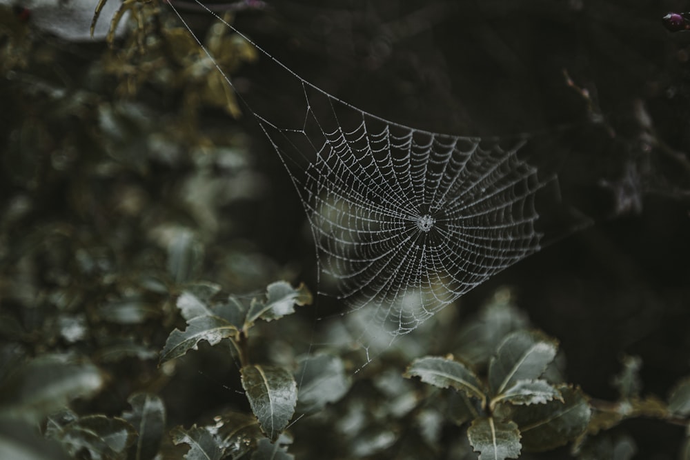 a spider web in the middle of a forest