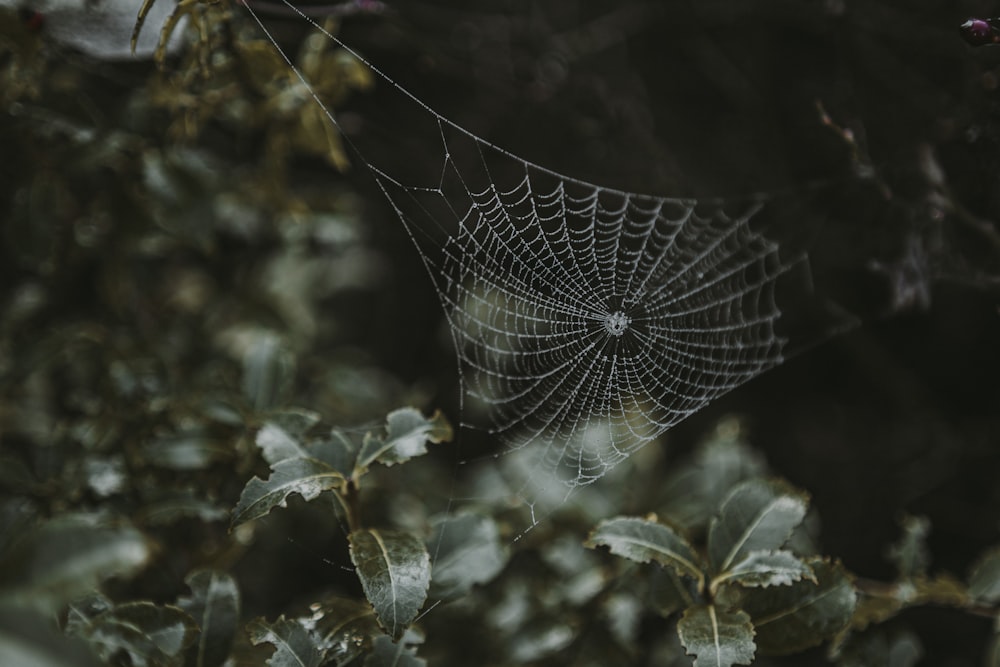 Ein Spinnennetz mitten im Wald