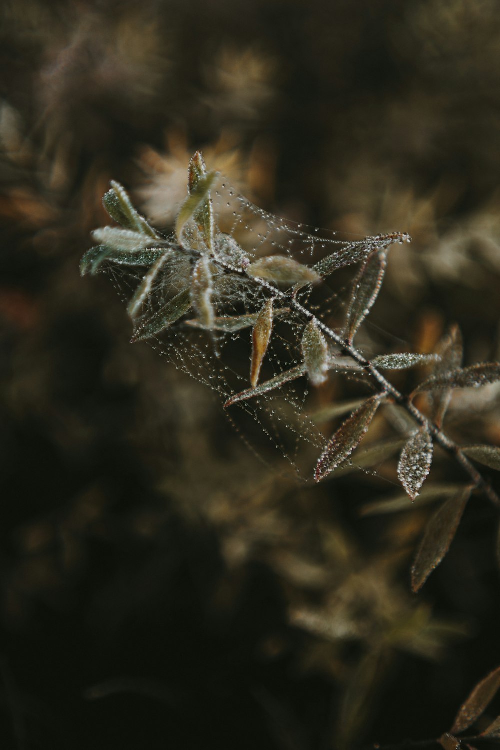 a close up of a plant with drops of water on it